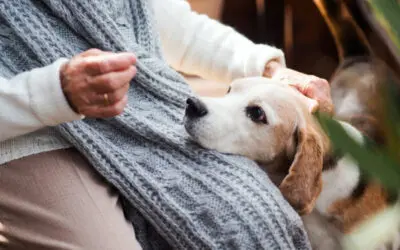 How Pets Can Improve the Mental Health of Seniors